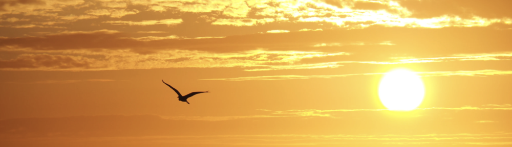 Tramonto con uccello